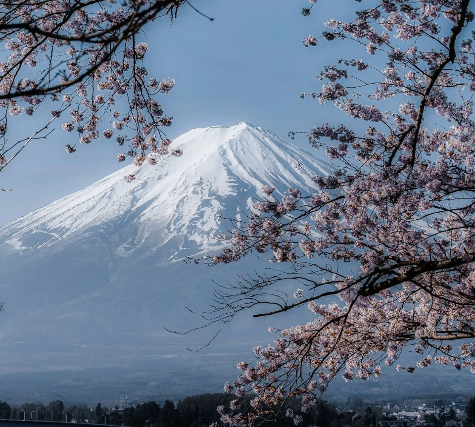a snow covered mountain in the distance with trees in the foreground